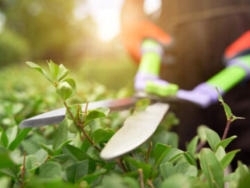 Damit deine Grünanlage dauerhaft erblüht, kümmern wir uns um die sorgfältige Pflege deiner gesamten Gartenanlage.